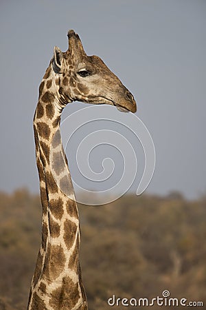 Portrait of a Giraffe s long neck and head blue sky.
