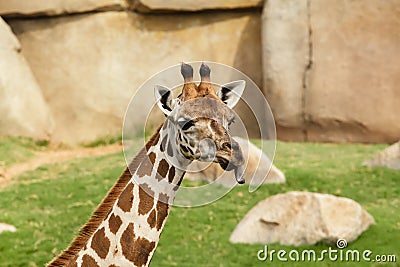 Portrait of a giraffe sticking out his tongue