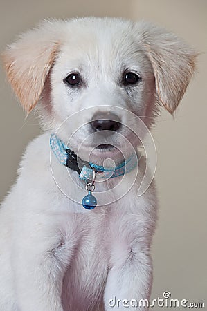 Portrait of golden puppy