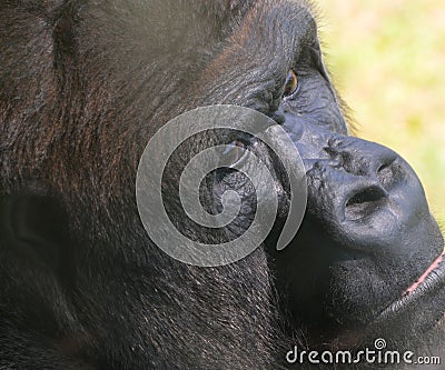 Portrait of a gorilla face