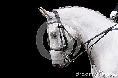 A portrait of gray dressage horse isolated