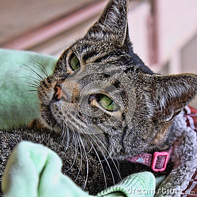 Portrait of a Green-Eyed Cat