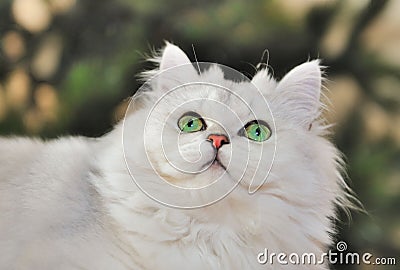 Portrait of green-eyed white cat looking up.