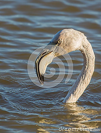 Portrait of juvenile Greater Flamingo