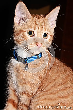 Portrait of a Kitten Cat in Blue Collar