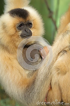 Portrait of Lar Gibbon female with animal baby