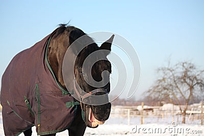 Portrait of laughing black horse