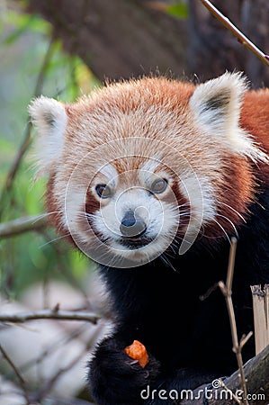 Portrait of a little red panda
