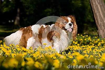 Portrait of lovely Cavalier King Charles spaniel