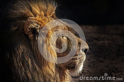 Portrait of a male African Lion (Panthera leo).