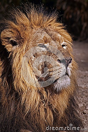 Portrait of a male African Lion (Panthera leo).