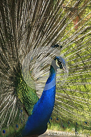 Portrait of male Indian Peafowl