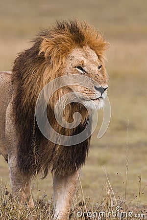 Portrait of a male lion