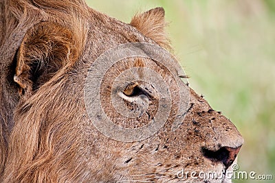 Portrait of male lion staring