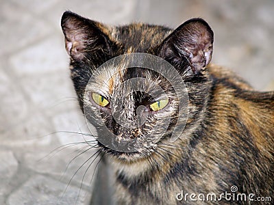 Portrait of a mottled stray cat
