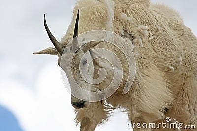 Portrait of mountain goat