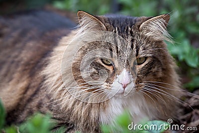 Portrait Of Norwegian Cat Sitting In The Grass