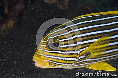 Portrait of a yellow fish underwater on coral reef