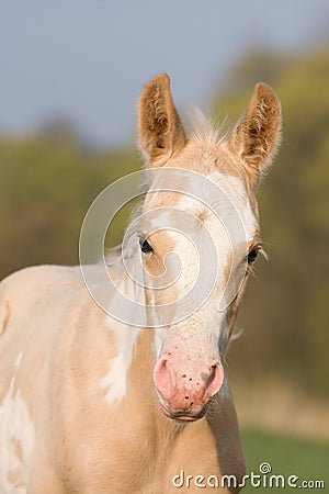 Portrait of paint horse foal