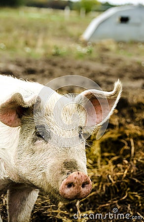 Portrait of a pig from organic farm
