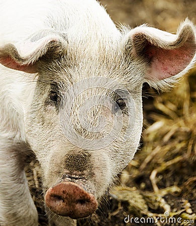 Portrait of a pig from organic farm