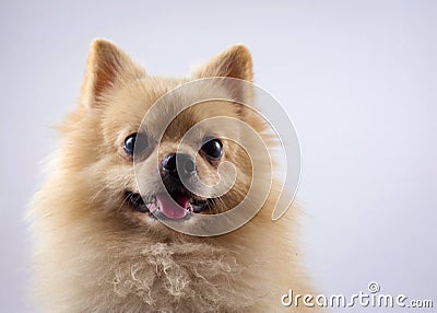 Portrait pomeranian spitz dog isolated on white backg