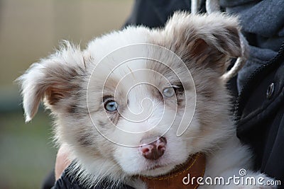 Portrait of puppy with blue eyes