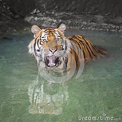 Portrait of a Royal Bengal tiger