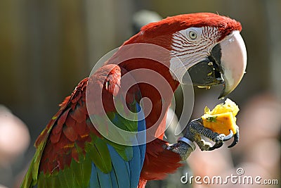 Portrait Scarlet macaw eating fruit