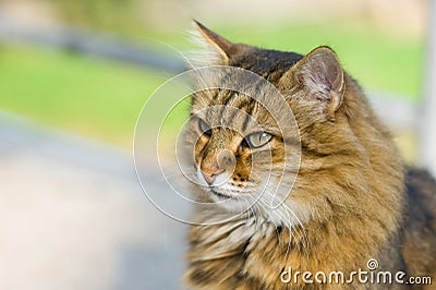 Portrait of Siberian cat.