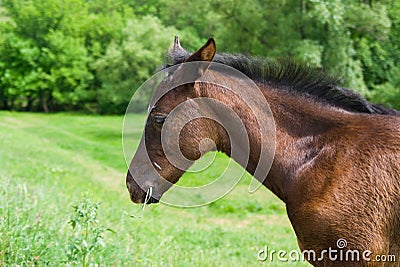 Portrait (side-view) of cute foal