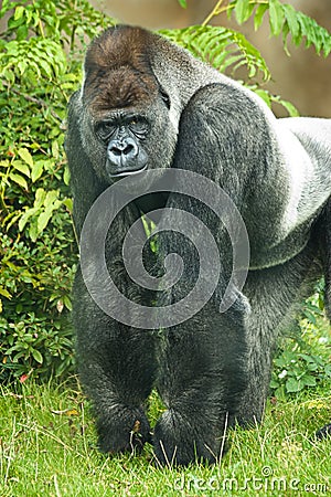 Portrait of silverback gorilla
