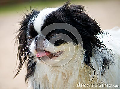 Portrait of small japanese chin puppy