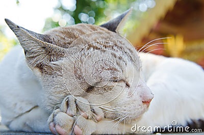 Portrait of Thai white cat