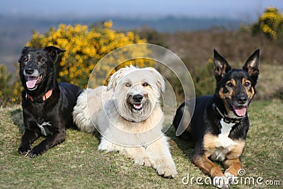 Portrait of three dogs on grass