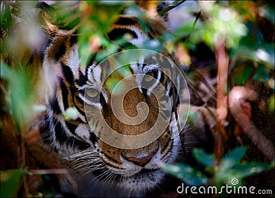 Portrait of a tiger in bushes.