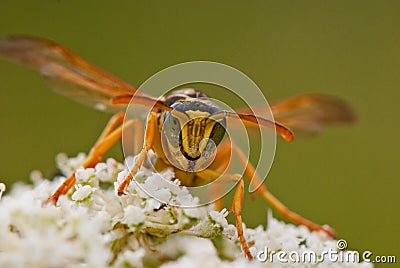 Portrait of a wasp on a flower