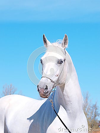 Portrait of the white arabian horse