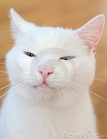 Portrait of white funny cat