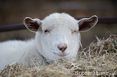 Portrait of a White Goat Looking Forward