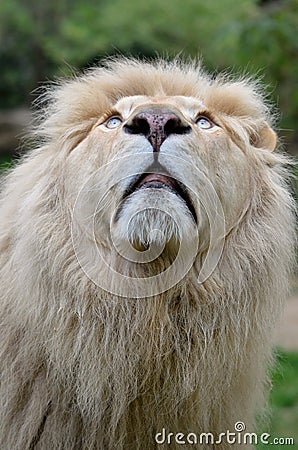 Portrait of white lion looking up