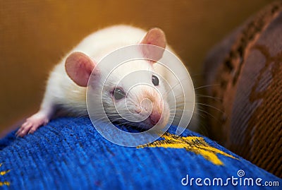 Portrait of white rat.