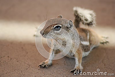 A Portrait of a Whitetail Antelope Squirrel