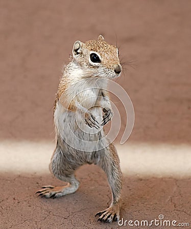 A Portrait of a Whitetail Antelope Squirrel