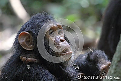 Portrait of young chimpanzee