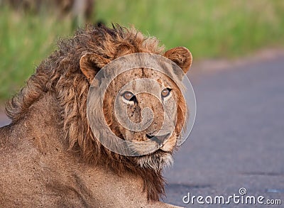 Portrait of young male lion