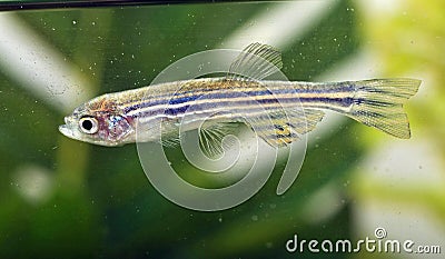 Portrait of a Zebra Danio