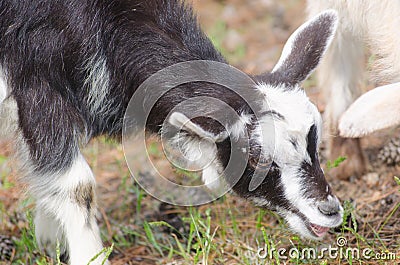 A portret of funny black-white goat kid