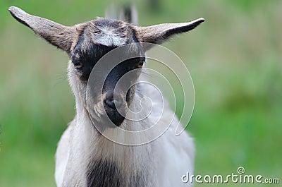A portret of funny black-white goat kid