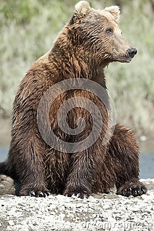 Posing Bear